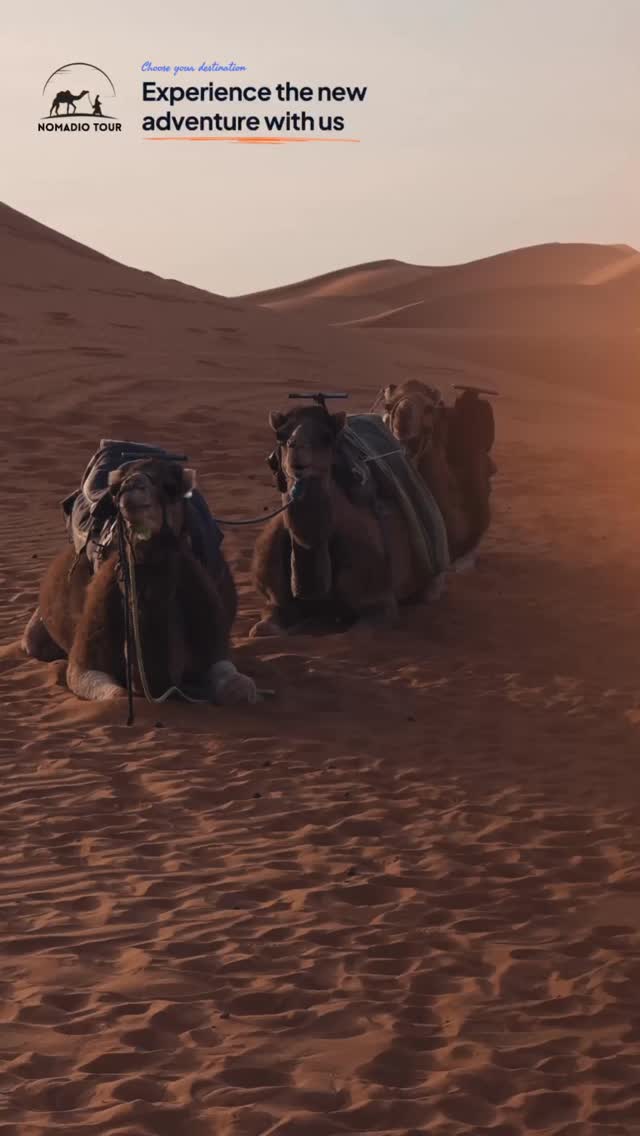 Discover Morocco with confidence and peace of mind✨

Carefully designed tours across Morocco, combining culture, comfortand professional guidance - so You can travel peacefully and enjoy every moment 🐫

Marhaba then, welcome to our world🇲🇦
Let’s experience the new adventure with us. 

Text for more details - tours & travels beyond the map! 

#morocco #moroccantravelers #nomadtravel #visitmorocco